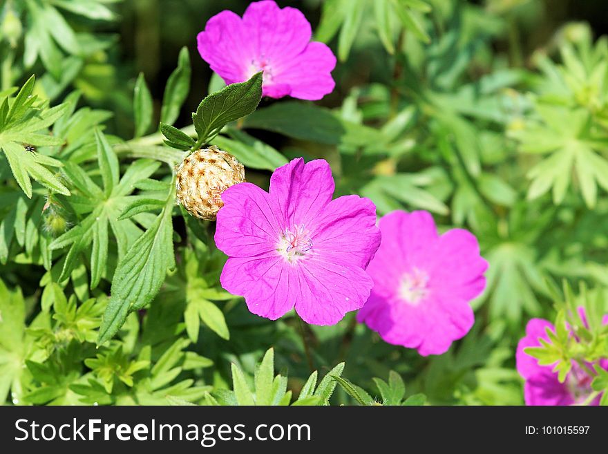 Flower, Plant, Flowering Plant, Flora