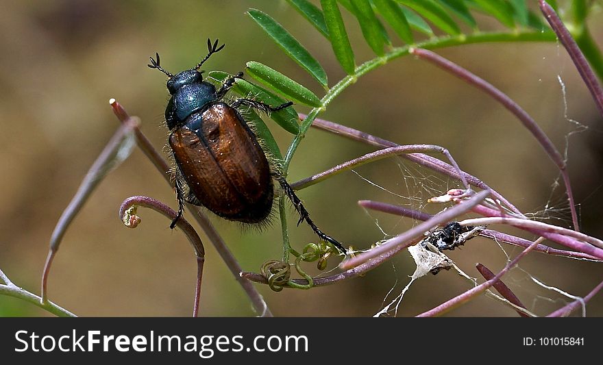 Insect, Invertebrate, Macro Photography, Pest