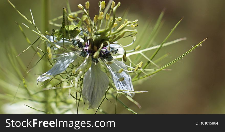 Flora, Flower, Plant, Insect