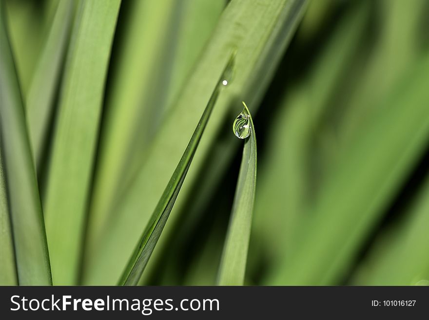 Green, Water, Grass, Close Up