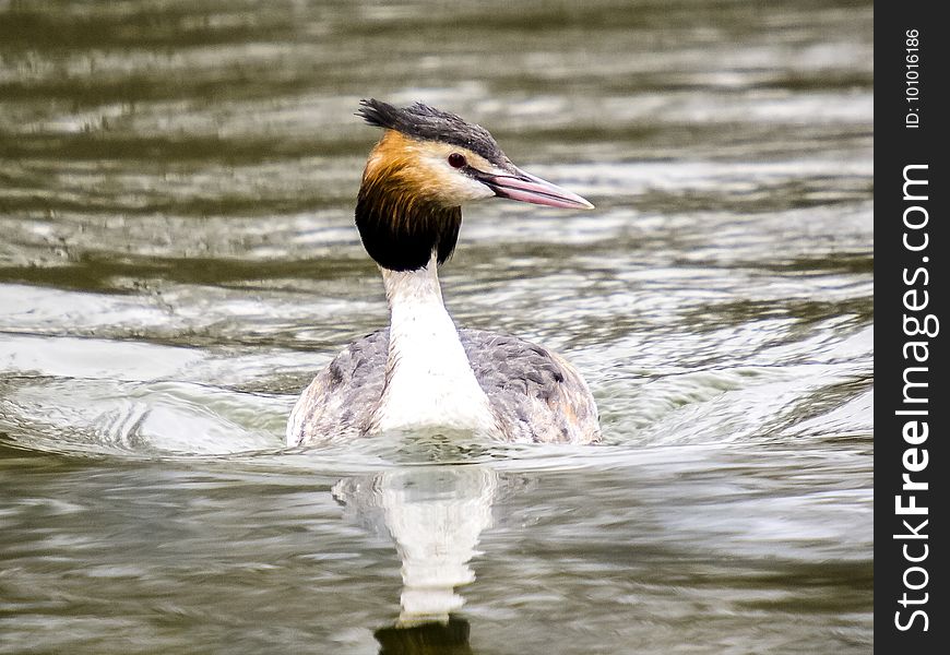 Bird, Beak, Water Bird, Duck