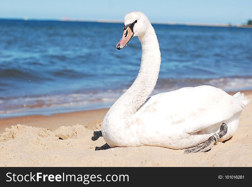 Swan, Water Bird, Ducks Geese And Swans, Bird