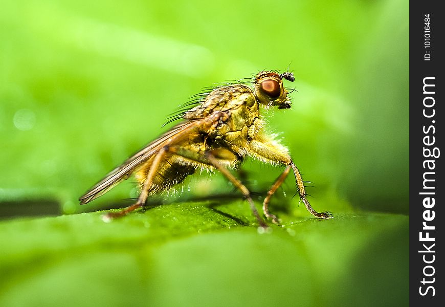 Insect, Fly, Pest, Macro Photography
