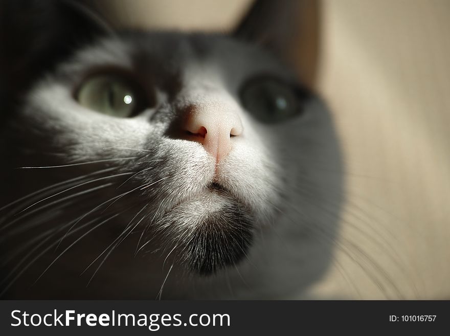 Cat, Whiskers, Face, Black