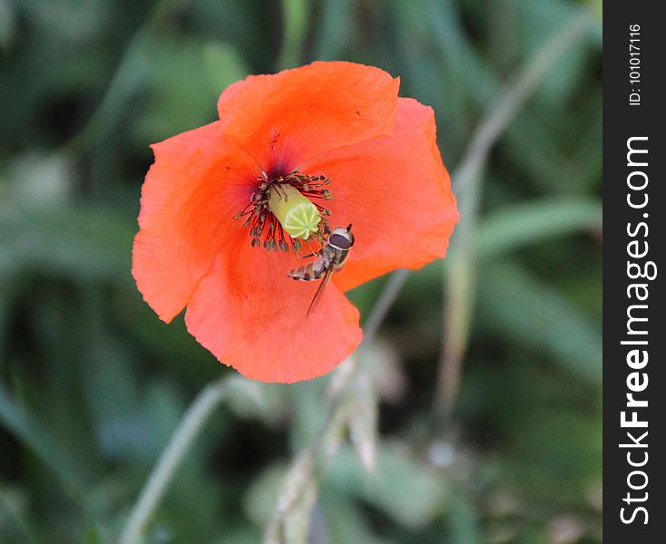 Flower, Wildflower, Poppy, Poppy Family