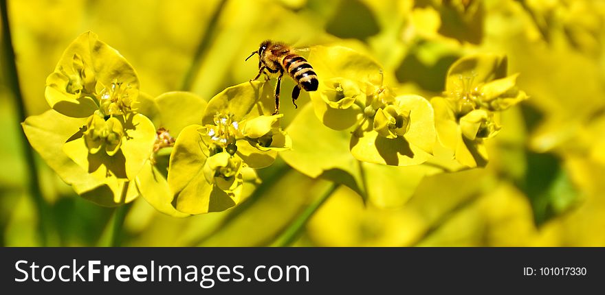 Honey Bee, Yellow, Bee, Nectar