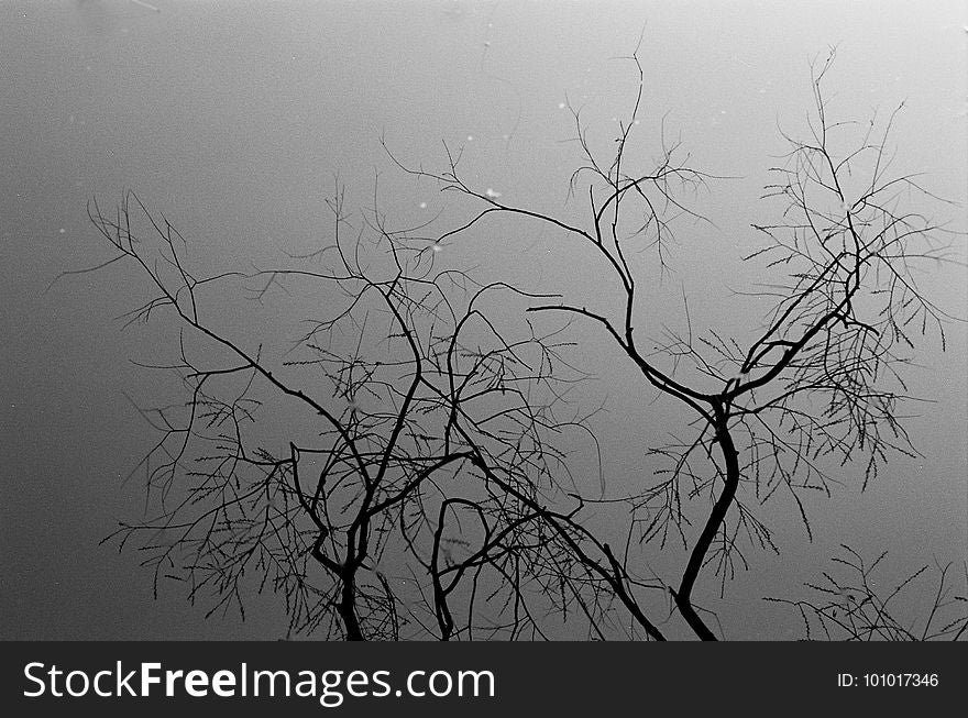 Branch, Tree, Black, Black And White