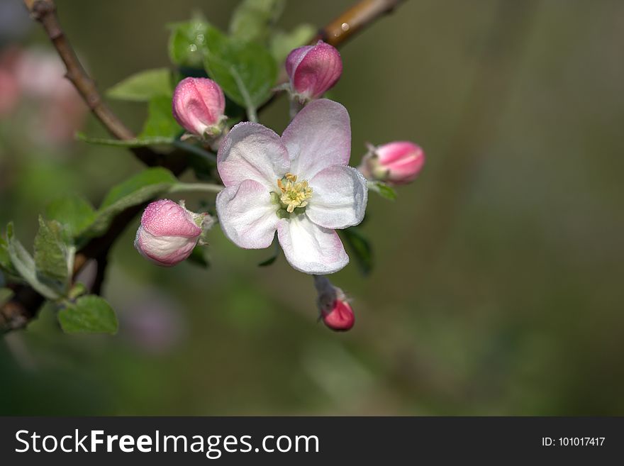 Blossom, Branch, Spring, Twig