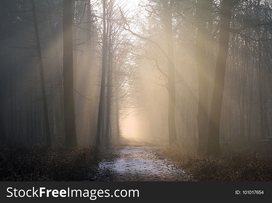 Fog, Forest, Mist, Atmosphere