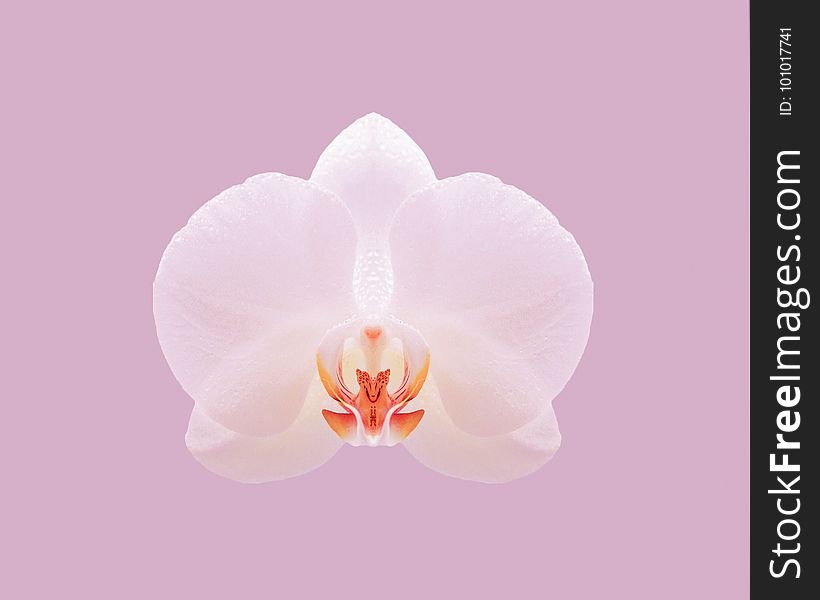 Flower, Pink, Flowering Plant, Moth Orchid