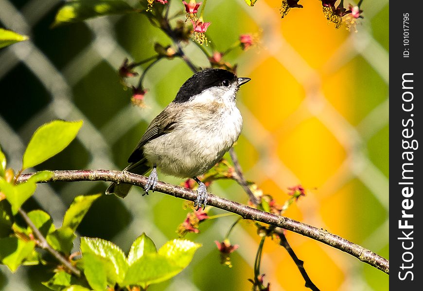 Bird, Fauna, Beak, Branch