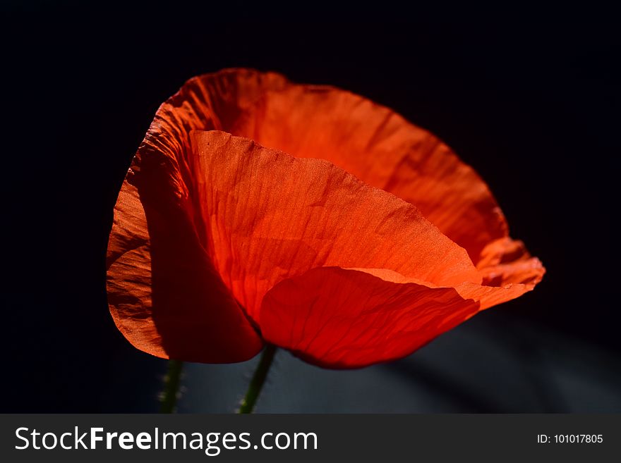 Flower, Red, Orange, Poppy