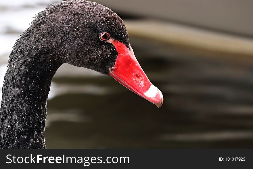 Beak, Black Swan, Water Bird, Bird