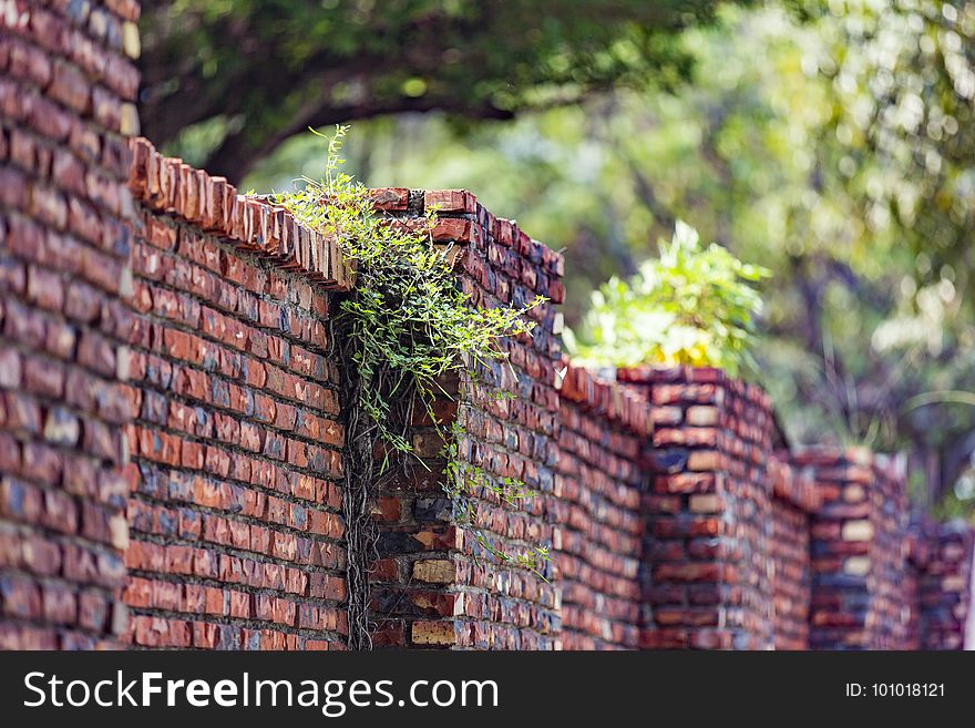 Brick, Wall, Brickwork, Leaf