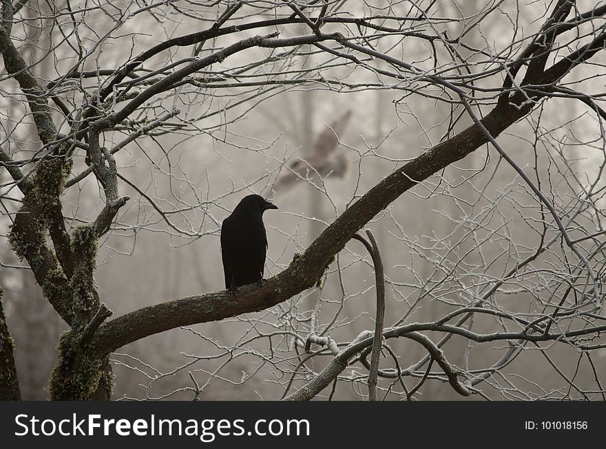 Branch, Tree, Fauna, Bird