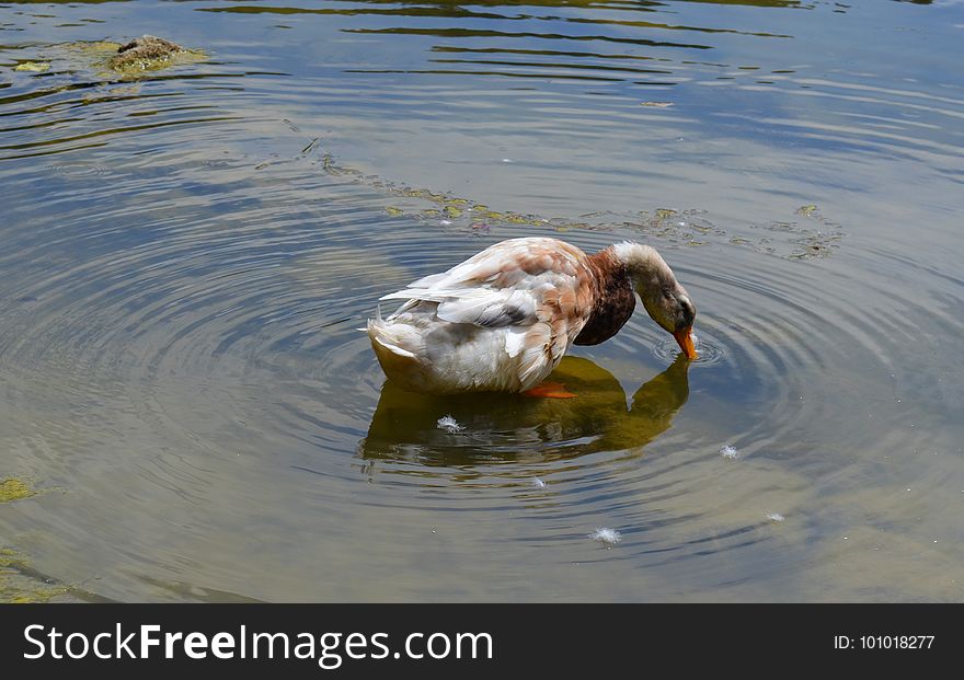 Duck, Water, Fauna, Water Bird