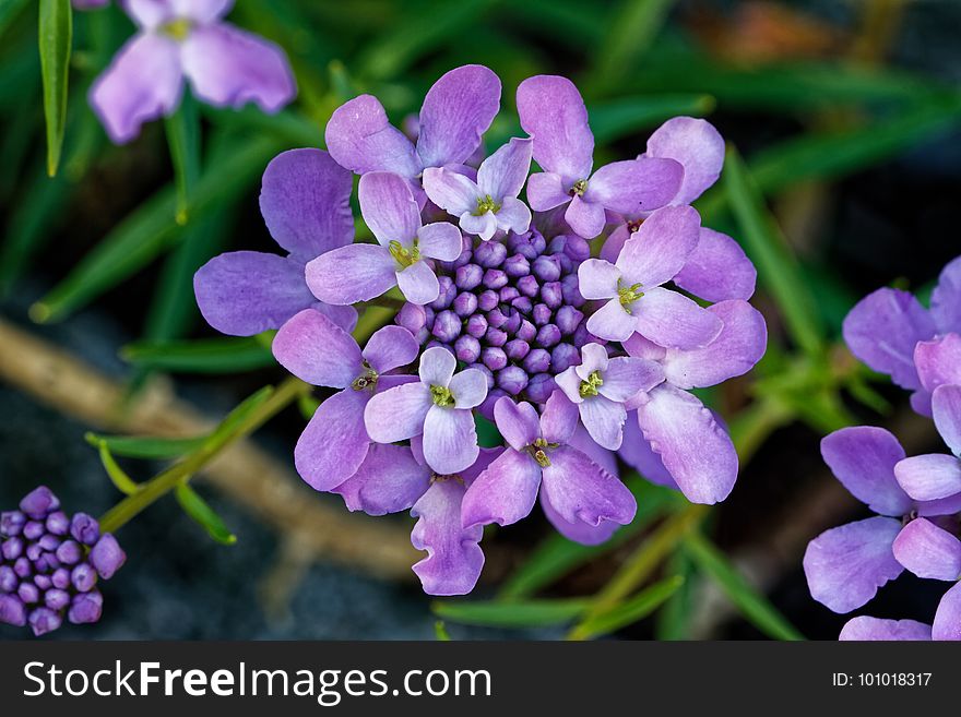 Flower, Flora, Lilac, Purple