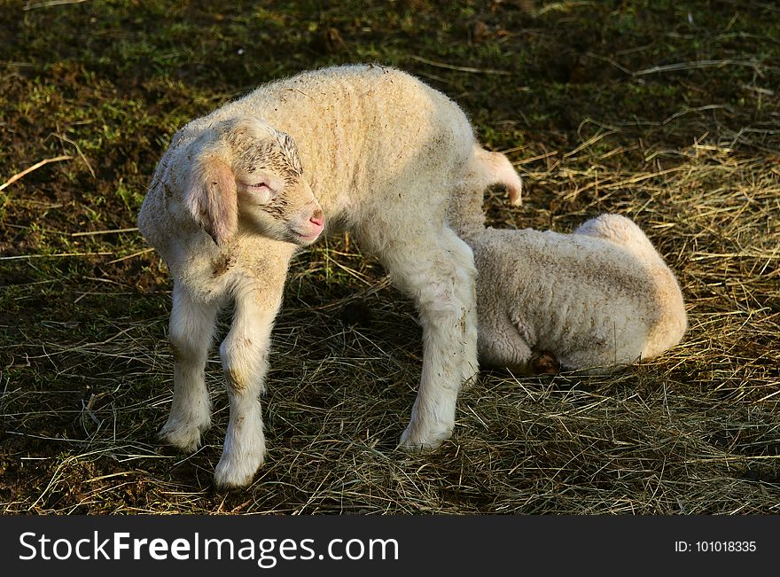 Sheep, Grass, Fauna, Pasture