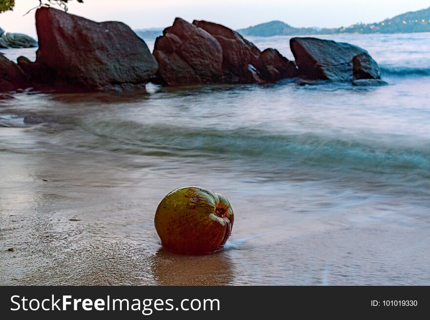 Green Coconuts On Sand Of Beach