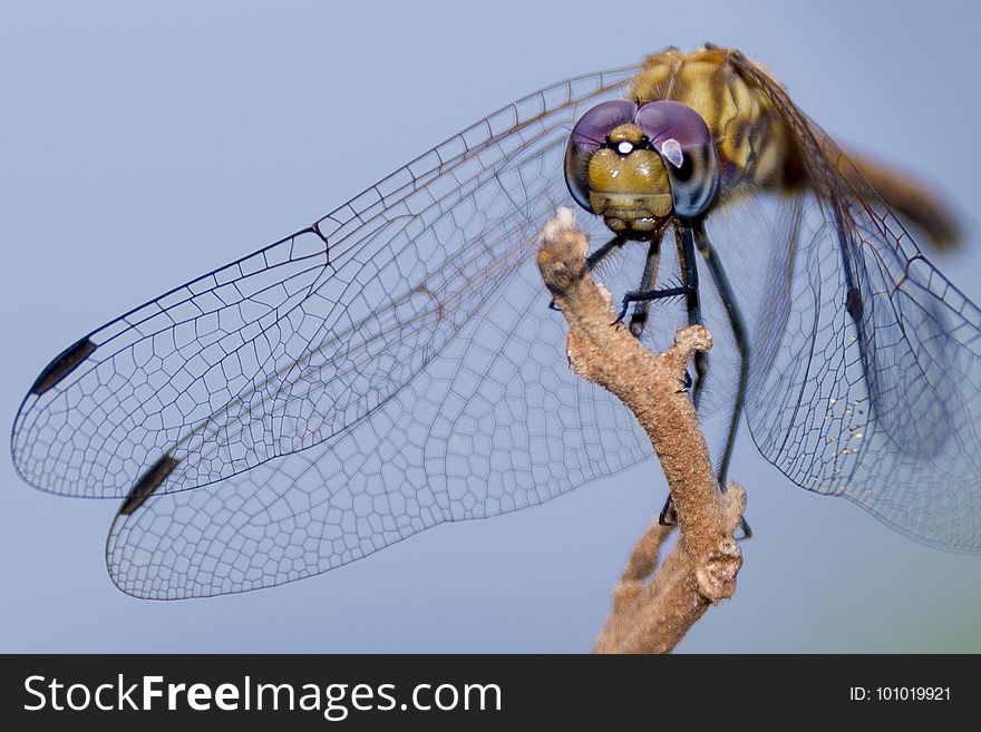 Insect, Invertebrate, Dragonfly, Macro Photography
