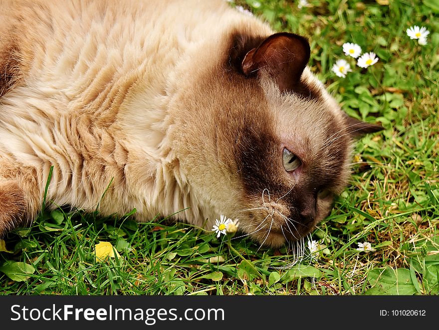 Whiskers, Fauna, Cat, Grass