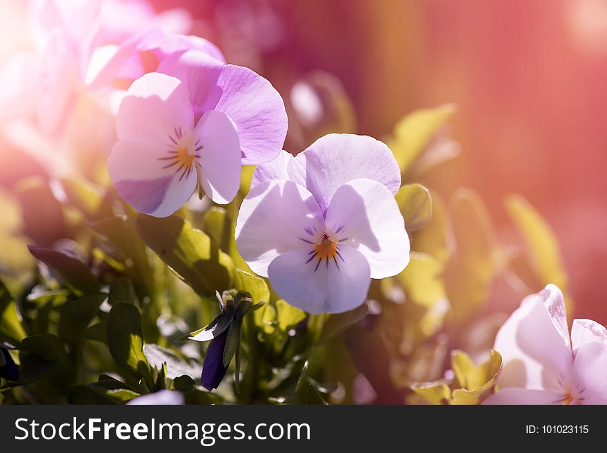 Flower, Pink, Flora, Spring