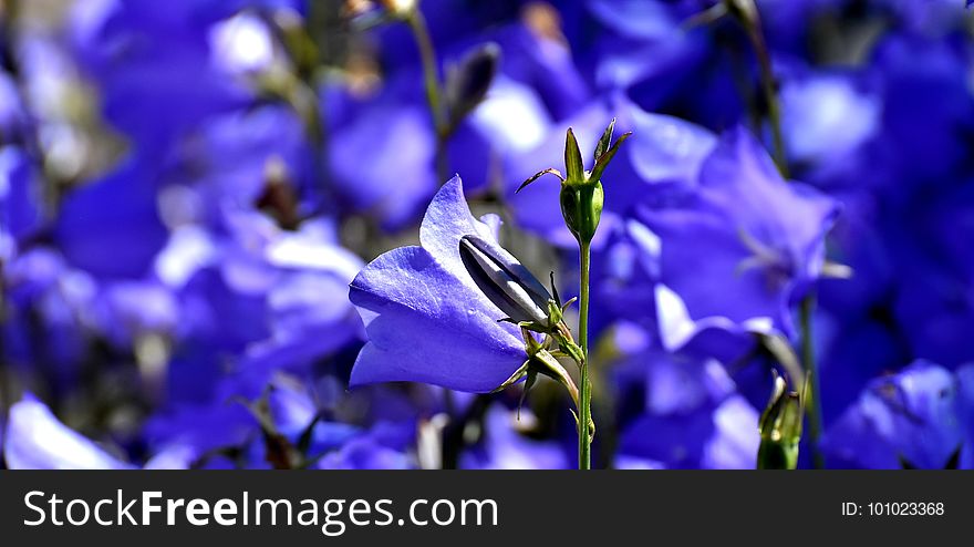 Flower, Blue, Flora, Purple