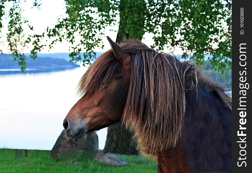 Horse, Bridle, Mane, Pasture