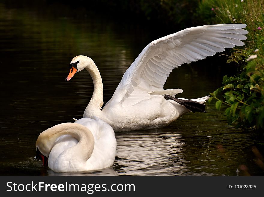 Swan, Water Bird, Bird, Ducks Geese And Swans