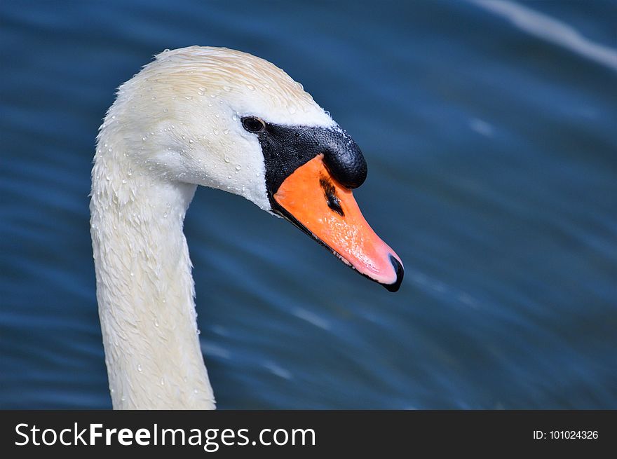 Swan, Beak, Bird, Water Bird