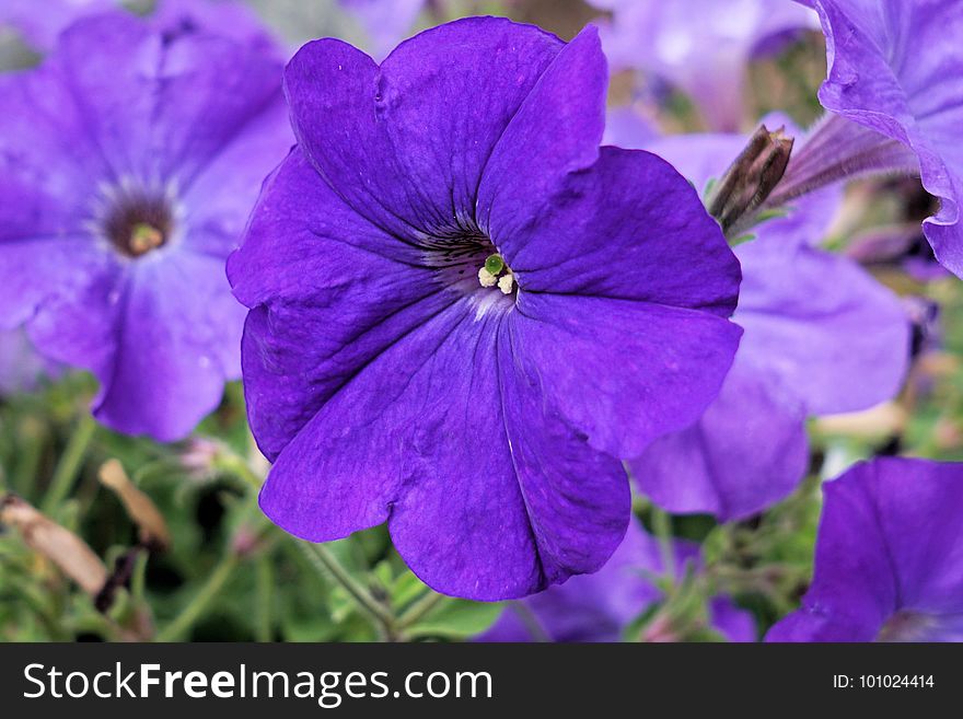 Flower, Blue, Purple, Flora