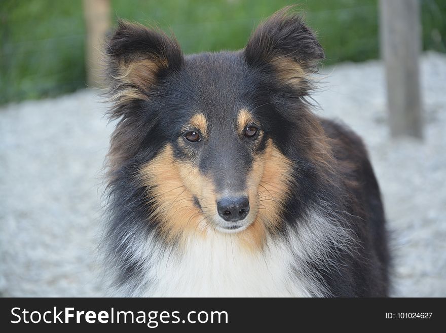 Dog, Dog Breed, Dog Like Mammal, Scotch Collie