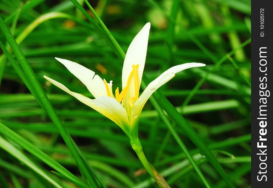 Flower, Flora, Plant, Crocus