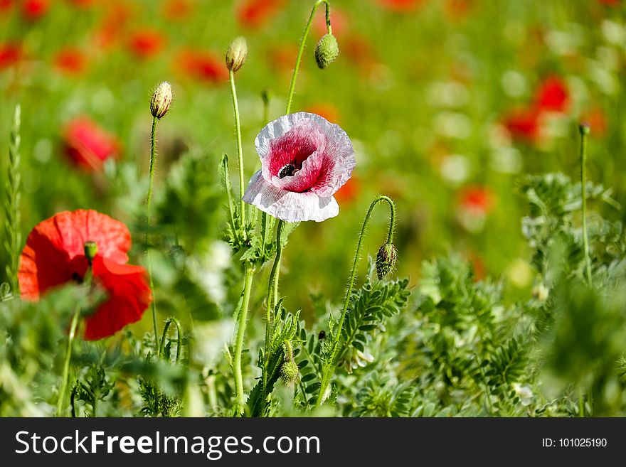 Flower, Poppy, Meadow, Field