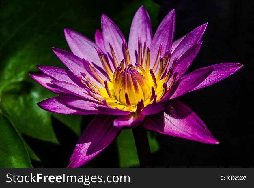 Flower, Flora, Purple, Yellow