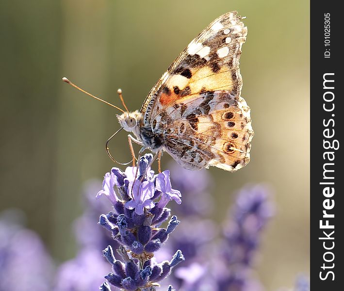 Butterfly, Insect, Moths And Butterflies, Brush Footed Butterfly