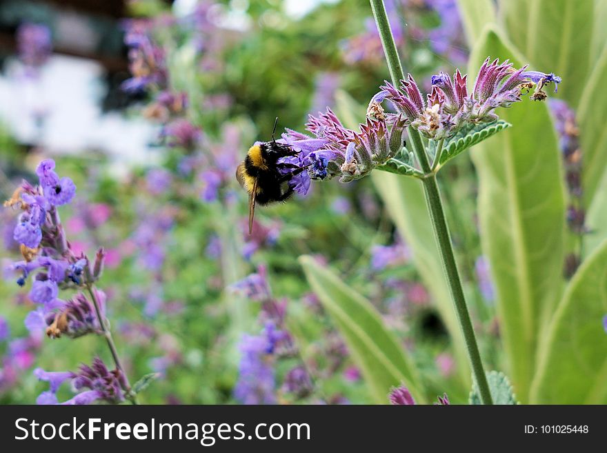 Flower, Bee, Honey Bee, Purple