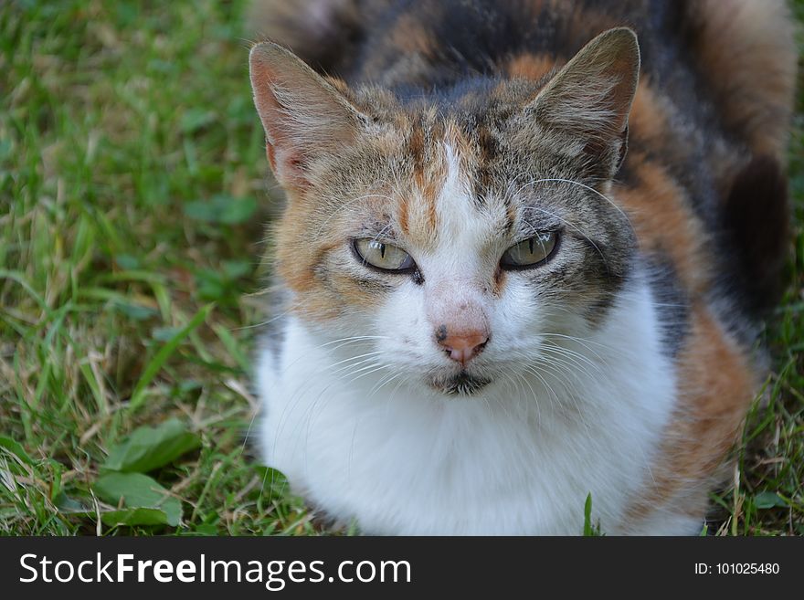Cat, Fauna, Whiskers, Small To Medium Sized Cats