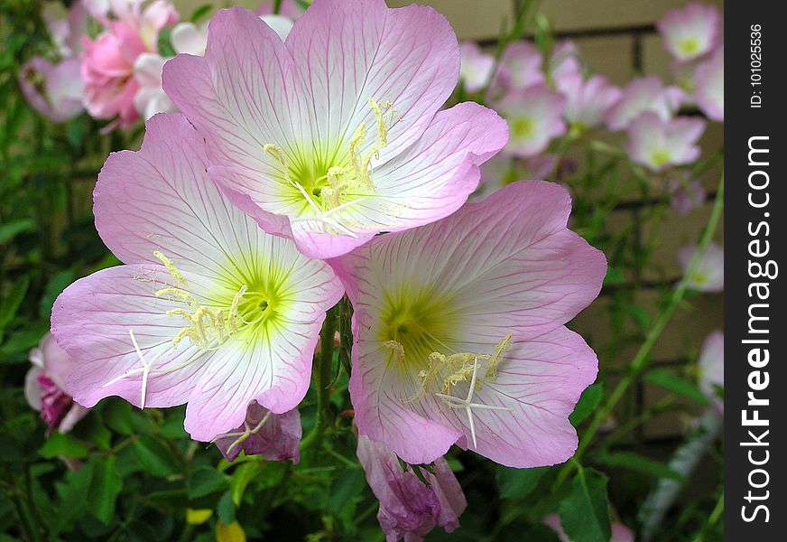 Flower, Plant, Pinkladies, Evening Primrose