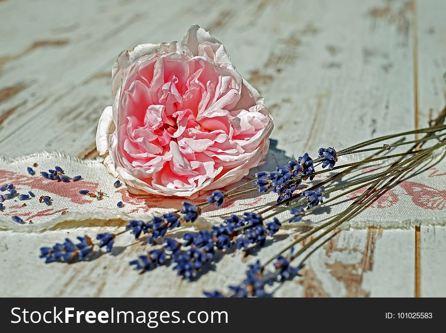 Flower, Petal, Still Life, Cut Flowers