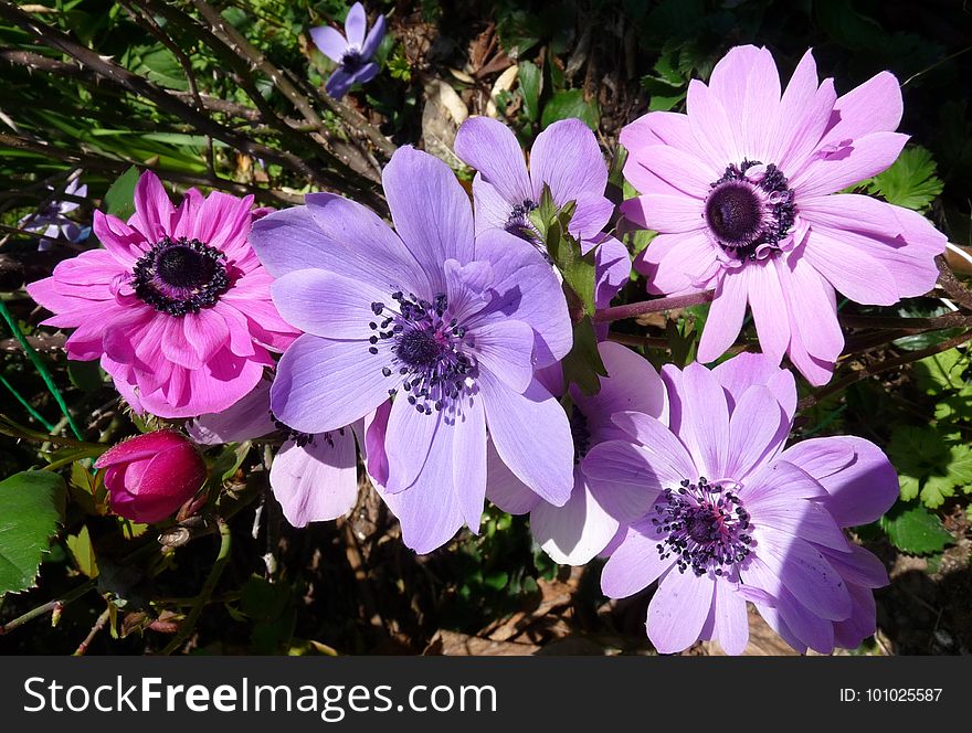 Flower, Plant, Flora, Flowering Plant