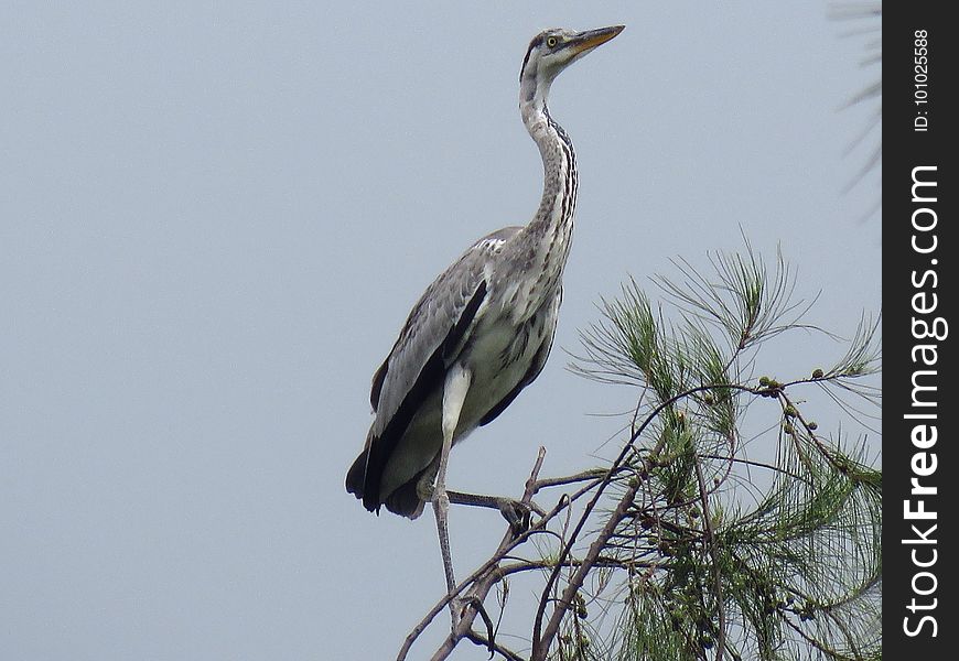 Bird, Fauna, Beak, Heron