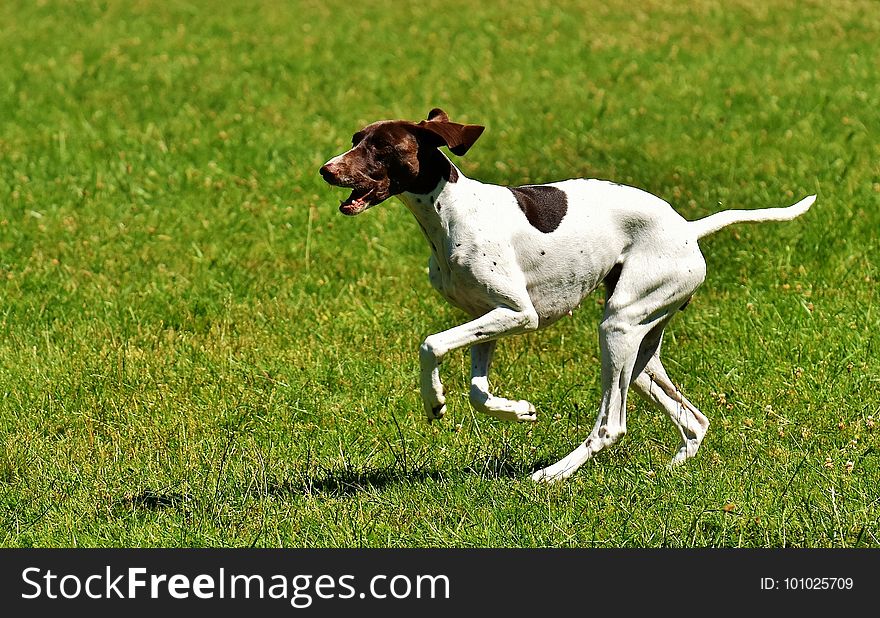 Dog Breed, Old Danish Pointer, Pointer, Grass