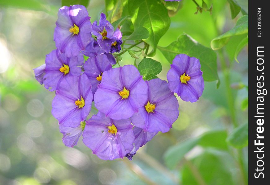 Flower, Flora, Flowering Plant, Plant