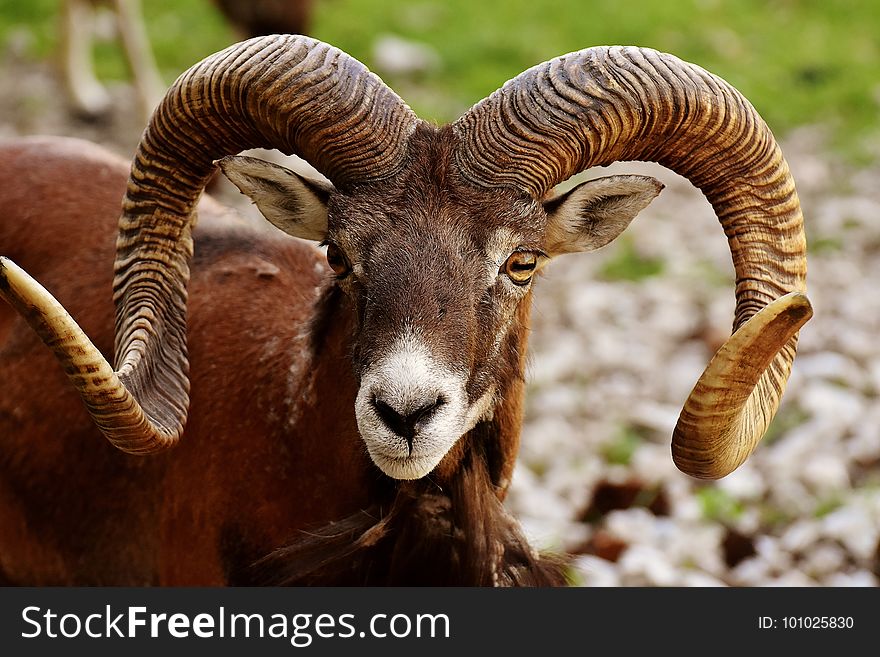 Horn, Argali, Fauna, Terrestrial Animal