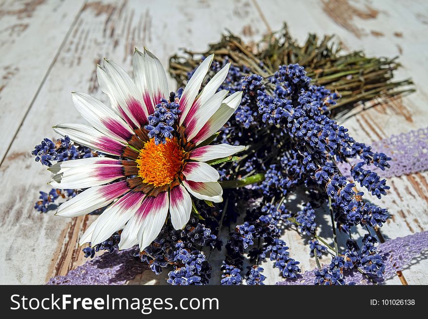 Flower, Purple, Flora, Plant