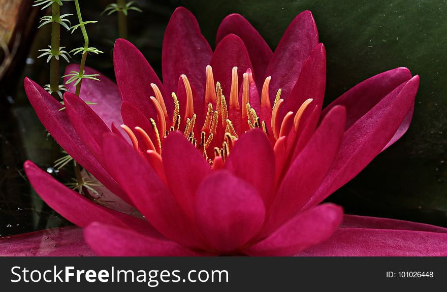 Flower, Pink, Flora, Plant