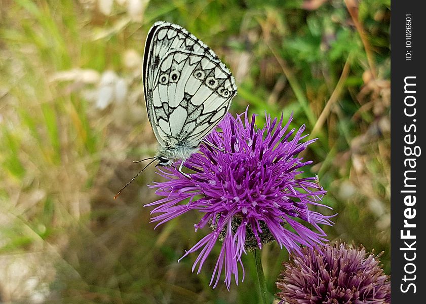 Butterfly, Moths And Butterflies, Brush Footed Butterfly, Flower