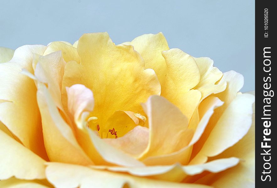 Flower, White, Yellow, Rose Family