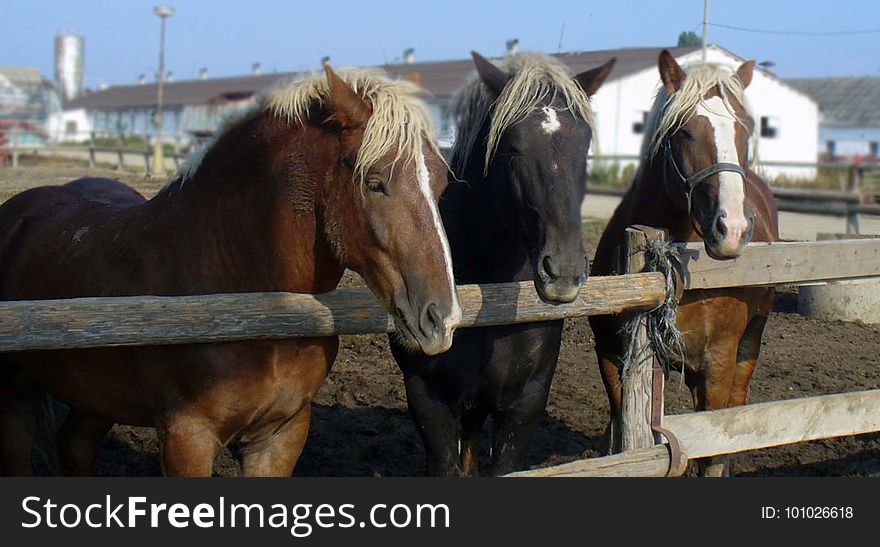 Horse, Horse Harness, Horse Like Mammal, Mustang Horse